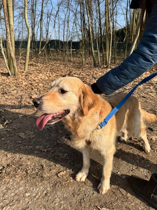 Casper, un Golden Retriever bello da impazzire Foto 7